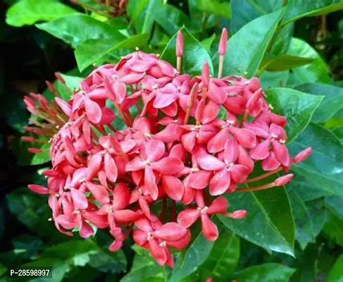 Platone Ixora Mini Pink Flowering Plant IxoraRangan flower Pl1ant A133-thumb0