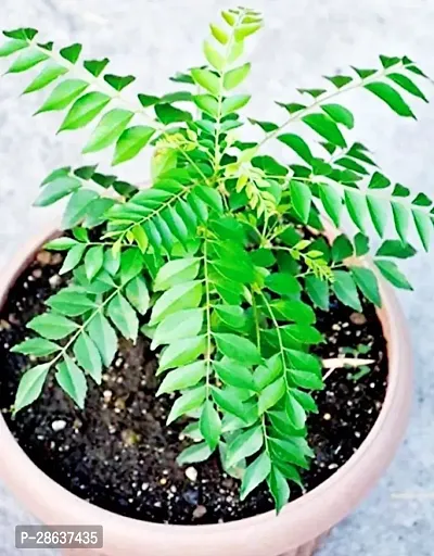 Platone Curry Leaf Plant Curry Leaf Plant