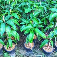 Platone Mango Plant Live Dwarf Thailand MangoPlant-thumb2