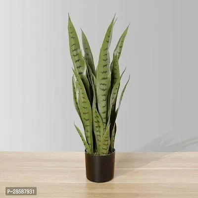 Platone Snake Plant Snake Plant For Home Decorations Best For Natural Air Purification {CF2024