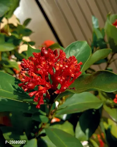 Platone Trothic IxoraChethi Plant Trothic Ixora Chethi Red Plant Live Flower Disha-999241