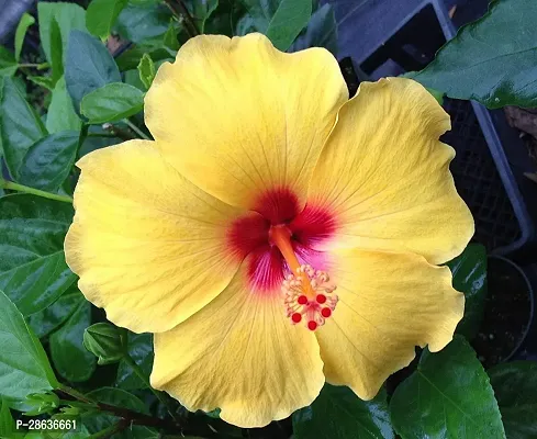 Platone Hibiscus Plant Hibiscus Flower Plant (00002)