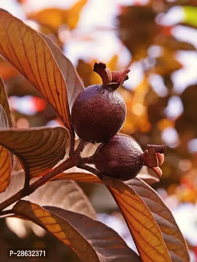 Platone Guava Plant RED GUAVA PLANT-thumb2