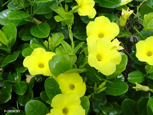 Platone Mandevilla Plant Yellow Mandevila plantRocktrumpet