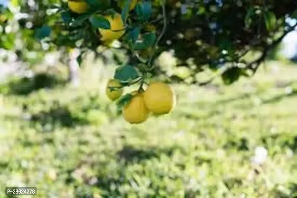 Platone Lemon Plant Live Plant Lemon Suitable For Bonsai Balcony Garden Plant(1 Healthy Live Plant)