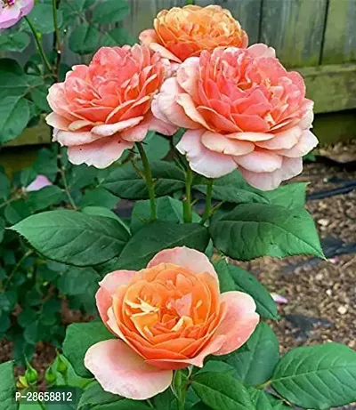 Platone Rose Plant rose93