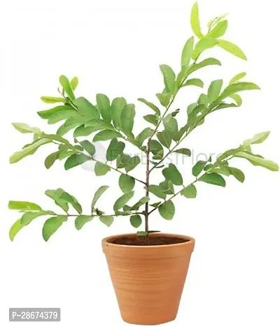 Platone Guava Plant HVLIVE_595