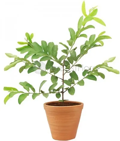 Best Selling Plant & Planters 