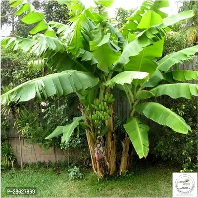 Platone Banana Plant BANANA PLANT PPP-thumb0