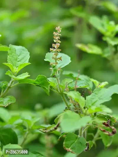 Platone Tulsi Plant Tulsi plant