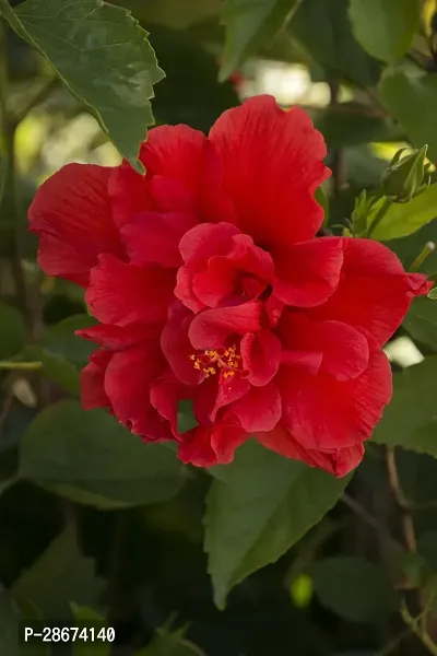 Platone Hibiscus Plant Red double Hibiscus Plant-thumb0