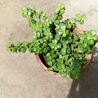 Platone Jade Plant Jade Plants Black plastic pot-thumb1