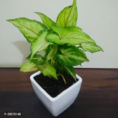 Platone Syngonium Plant SYGO22