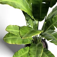 Platone Banana Plant Banana PlantBG-7-thumb2