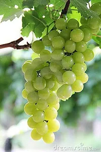 Platone Grape Plant Grape fruit plant-thumb1