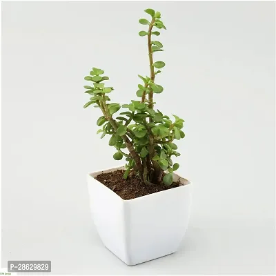 Platone Jade Plant FS-CC094