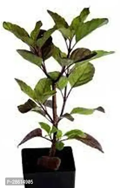 Platone Tulsi Plant Shyama Tulsi Plant-thumb2