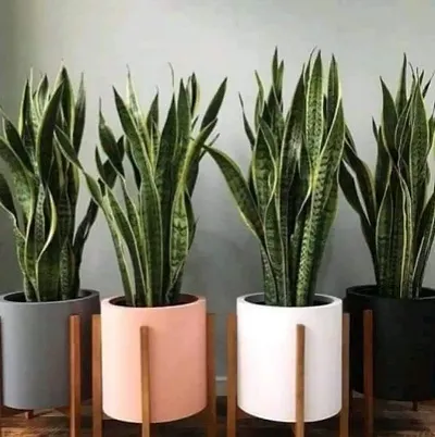 Trendy Plant & Planters 