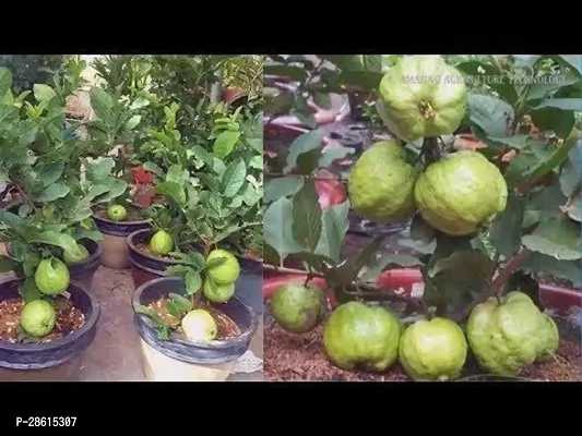 Platone Guava Plant RSP_557-thumb0