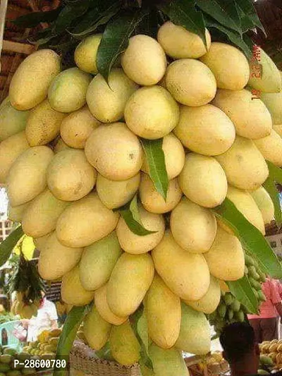 Platone Mango Plant Chhapra Mango Plant- Grafted-thumb0