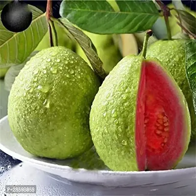 Platone Guava Plant Guava plant-thumb2