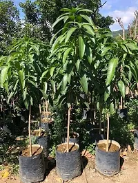 Platone Mango Plant Original blood red hybrid grafted live mango plant-thumb2