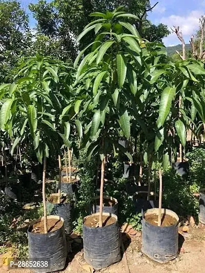 Platone Mango Plant Original blood red hybrid grafted live mango plant-thumb3