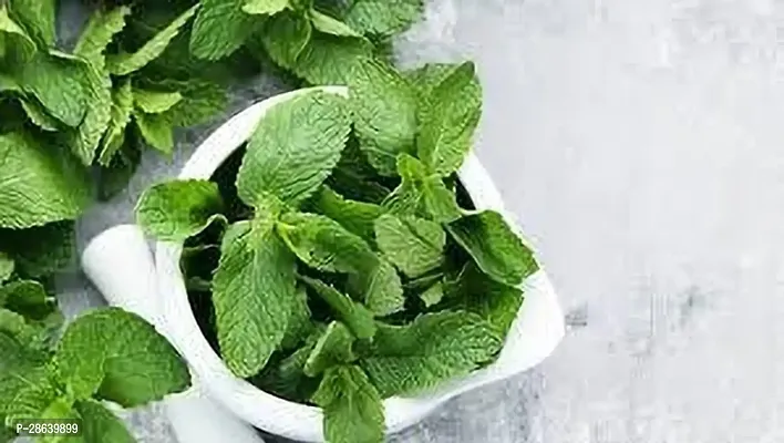 Platone Mint Plant MINT PLANT RRDC-thumb0