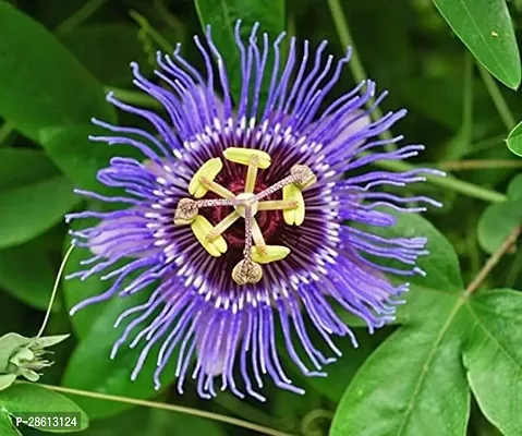 Platone Passion Plant Buy Passion plant