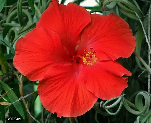 Platone Hibiscus Plant ht red hibiscus plant 5