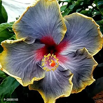 Platone Hibiscus Plant TIGHIBI20