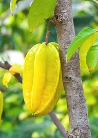 Platone Star Fruit Carambola Grafted Plant Dwarfs-thumb1