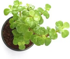 Platone Jade Plant Good Luck Jade PlantCRASSULA-thumb2