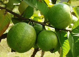 Platone Guava Plant Guava Plant-thumb1