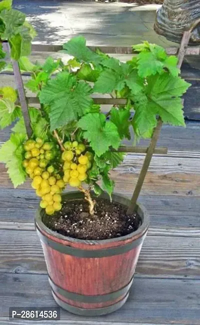 Platone Grape Plant Grape Plant-24-thumb0