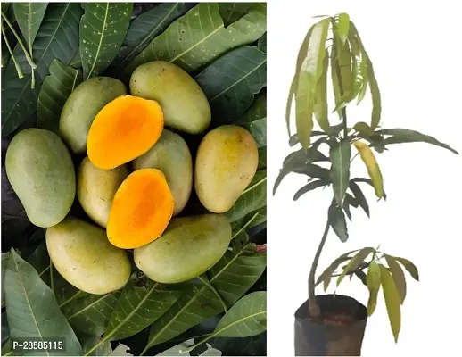 Platone Mango Plant Amrapali Sweet Grafted Mango Plant Height 2Ft - 2.6Ft (pack of 1)