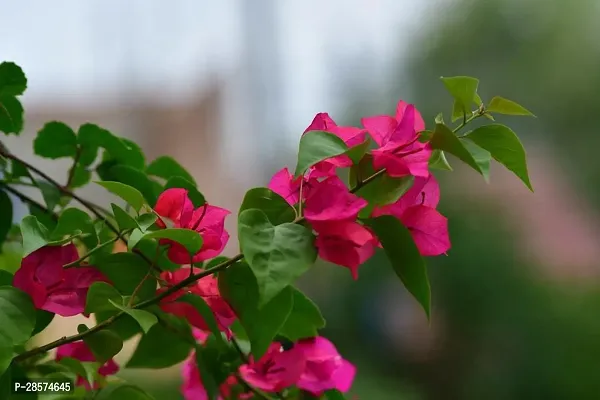 Platone Baugainvillea Plant Baugainvillea Plant Disha-000418-thumb0