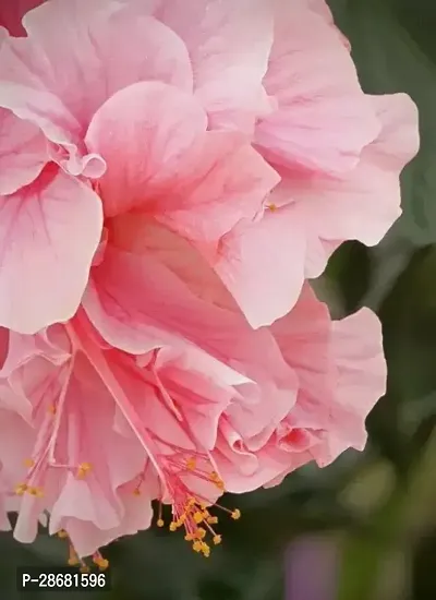 Platone Hibiscus Gudhal Flower Plant GUDHAL PLANT