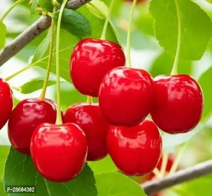 Platone Cherry Fruit Plant Hybrid Cherry ?? fruit Plants-thumb0