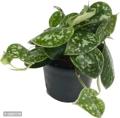 Platone Money Plant Satin Money Plant-thumb2