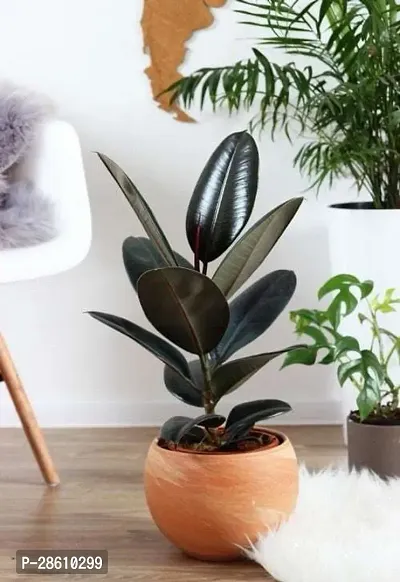 Platone Rubber Tree Live Rubber Plant for Indoor Home DecorationAir Purification v67-thumb0