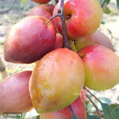 Platone Ber Apple Plant Sundari Apple Ber Live Plant. CF1