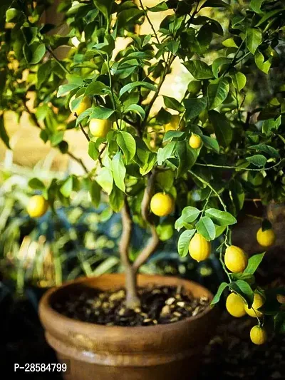 Platone Lemon Plant Lemon Plant BB OO 175