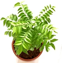 Platone Curry Leaf Plant Kadi Patta (curry leaves)-thumb1