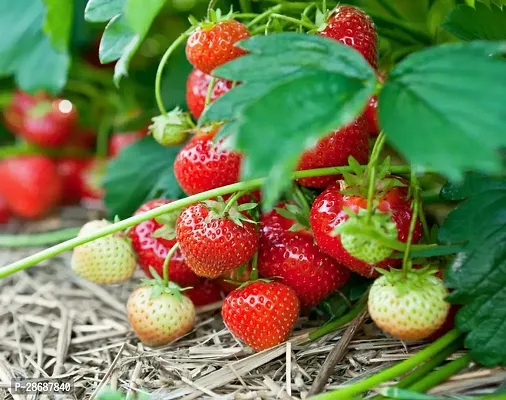 Platone Strawberry Plant Strawberry-thumb0