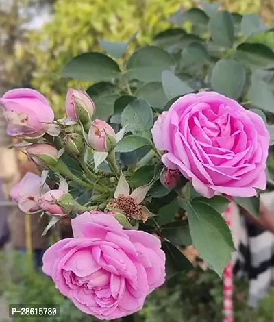 Platone Rose Plant Live Pink Desi Rose Plant for Outdoor Gardening