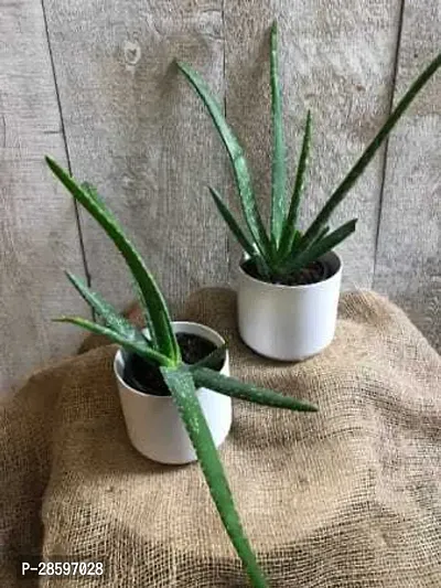 Platone Aloe Vera Plant Aloevera live plantMedicinal Live Plant A11