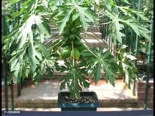 Platone Papaya Plant Hybrid_Papaya5