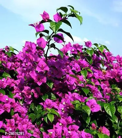 Platone Bougainvillea Plant GSDLANTOJ_1166