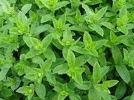 Platone Mint Plant MINT PLANT RGBN-thumb2